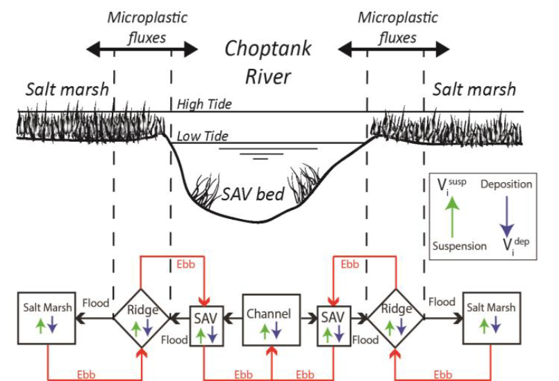 Graphic showing a cross section of the river, with marsh and submerged aquatic vegetation (SAV) beds on either side of the river channel. Below the graphic, movement of plastics is depicted given different tidal scenarios (ebb and flood tides), where flood tides may move the microplastic particles from the river channel to the SAV beds and marshes. Ebb tides may move particles back towards the river channel. This graphic also illustrates the deposition and resuspension of particles in these various habitats. Graphic showing a cross section of the river, with marsh and submerged aquatic vegetation (SAV) beds on either side of the river channel. Below the graphic, movement of plastics is depicted given different tidal scenarios (ebb and flood tides), where flood tides may move the microplastic particles from the river channel to the SAV beds and marshes. Ebb tides may move particles back towards the river channel. This graphic also illustrates the deposition and resuspension of particles in these various habitats.